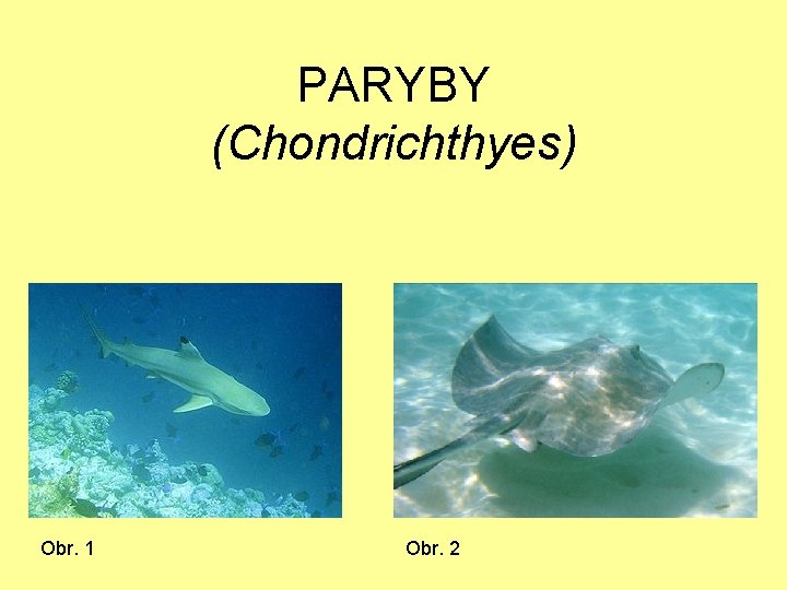 PARYBY (Chondrichthyes) Obr. 1 Obr. 2 