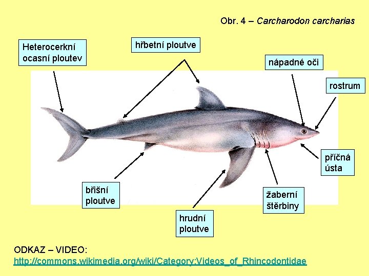 Obr. 4 – Carcharodon carcharias hřbetní ploutve Heterocerkní ocasní ploutev nápadné oči rostrum příčná