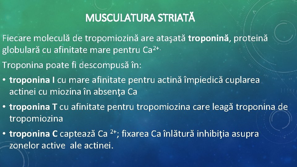 MUSCULATURA STRIATĂ Fiecare moleculă de tropomiozină are ataşată troponină, proteină globulară cu afinitate mare MUSCULATURA STRIATĂ Fiecare moleculă de tropomiozină are ataşată troponină, proteină globulară cu afinitate mare