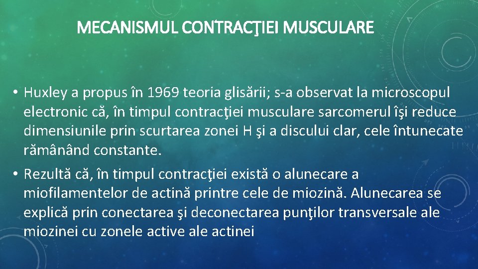 MECANISMUL CONTRACŢIEI MUSCULARE • Huxley a propus în 1969 teoria glisării; s-a observat la MECANISMUL CONTRACŢIEI MUSCULARE • Huxley a propus în 1969 teoria glisării; s-a observat la
