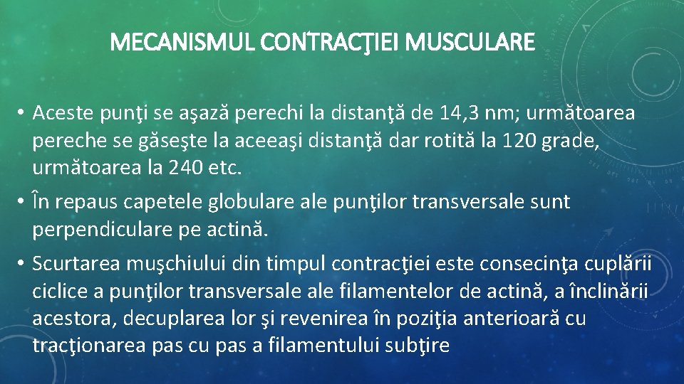 MECANISMUL CONTRACŢIEI MUSCULARE • Aceste punţi se aşază perechi la distanţă de 14, 3 MECANISMUL CONTRACŢIEI MUSCULARE • Aceste punţi se aşază perechi la distanţă de 14, 3