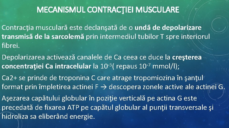 MECANISMUL CONTRACŢIEI MUSCULARE Contracţia musculară este declanşată de o undă de depolarizare transmisă de MECANISMUL CONTRACŢIEI MUSCULARE Contracţia musculară este declanşată de o undă de depolarizare transmisă de