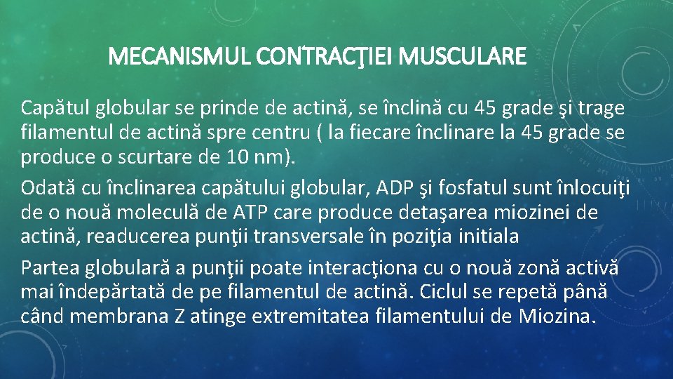 MECANISMUL CONTRACŢIEI MUSCULARE Capătul globular se prinde de actină, se înclină cu 45 grade MECANISMUL CONTRACŢIEI MUSCULARE Capătul globular se prinde de actină, se înclină cu 45 grade