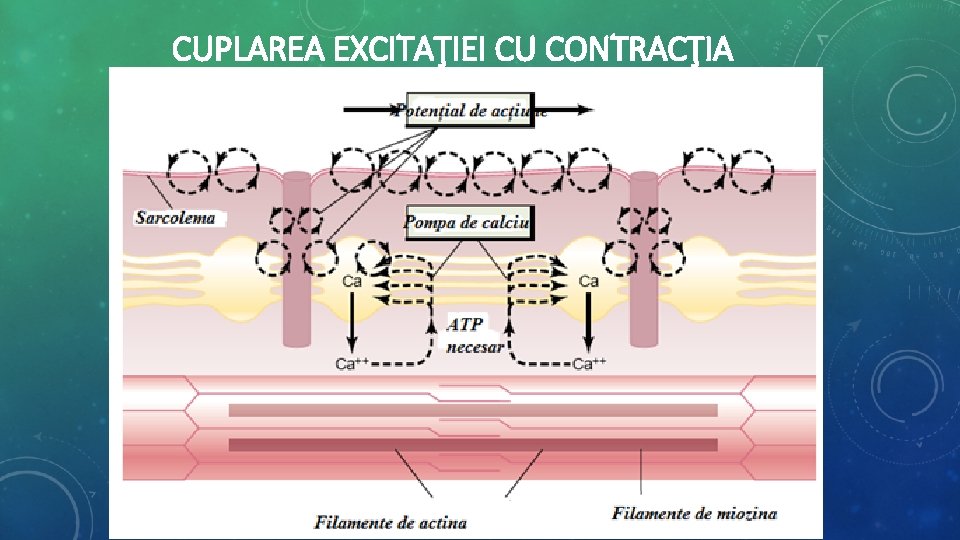 CUPLAREA EXCITAŢIEI CU CONTRACŢIA CUPLAREA EXCITAŢIEI CU CONTRACŢIA