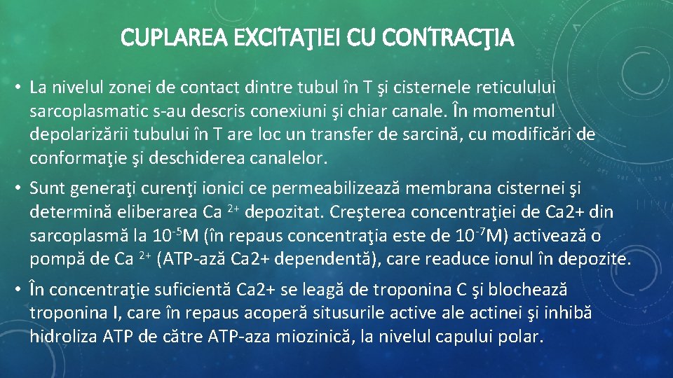 CUPLAREA EXCITAŢIEI CU CONTRACŢIA • La nivelul zonei de contact dintre tubul în T CUPLAREA EXCITAŢIEI CU CONTRACŢIA • La nivelul zonei de contact dintre tubul în T
