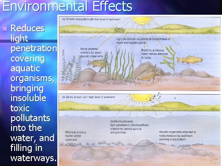 Environmental Effects n Reduces light penetration, covering aquatic organisms, bringing insoluble toxic pollutants into