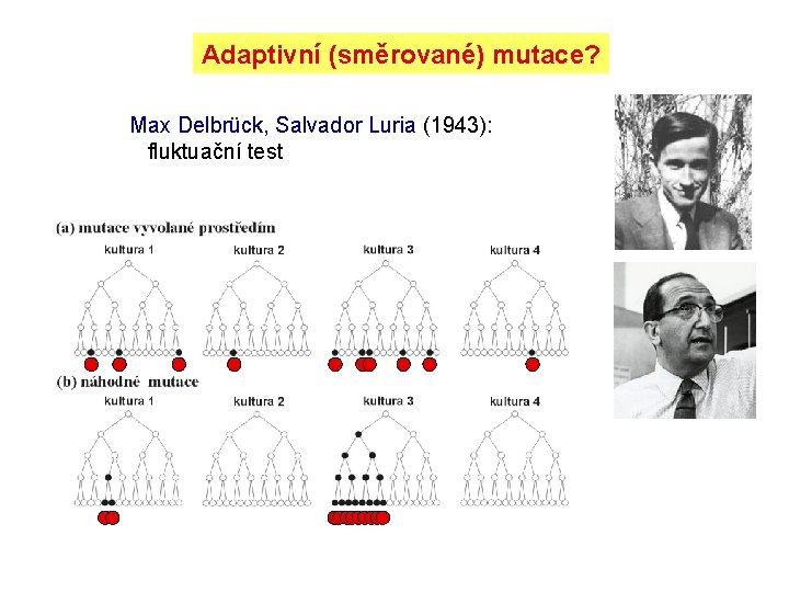 Adaptivní (směrované) mutace? Max Delbrück, Salvador Luria (1943): fluktuační test 