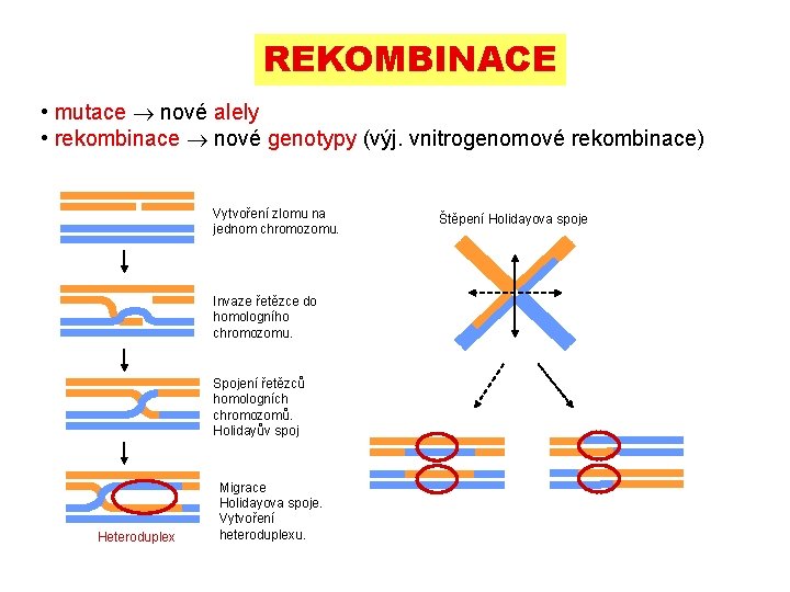 REKOMBINACE • mutace nové alely • rekombinace nové genotypy (výj. vnitrogenomové rekombinace) Vytvoření zlomu