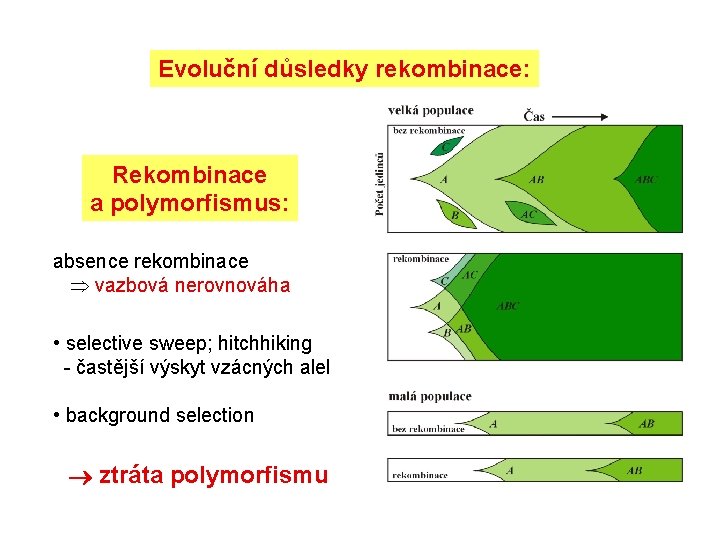 Evoluční důsledky rekombinace: Rekombinace a polymorfismus: absence rekombinace vazbová nerovnováha • selective sweep; hitchhiking