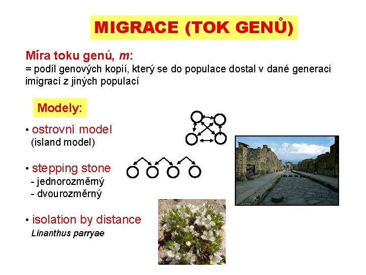 MIGRACE (TOK GENŮ) Míra toku genů, m: = podíl genových kopií, který se do