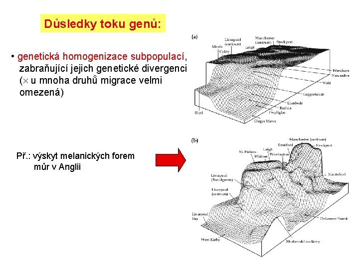 Důsledky toku genů: • genetická homogenizace subpopulací, zabraňující jejich genetické divergenci ( u mnoha