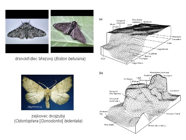 drsnokřídlec březový (Biston betularia) zejkovec dvojzubý (Odontoptera [Gonodontis] bidentata) 