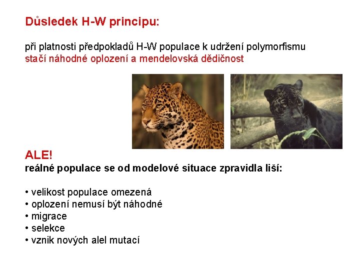 Důsledek H-W principu: při platnosti předpokladů H-W populace k udržení polymorfismu stačí náhodné oplození