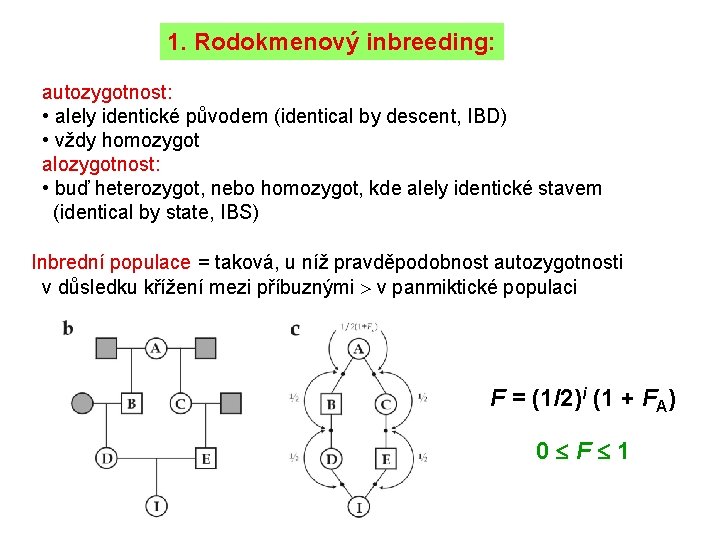 1. Rodokmenový inbreeding: autozygotnost: • alely identické původem (identical by descent, IBD) • vždy