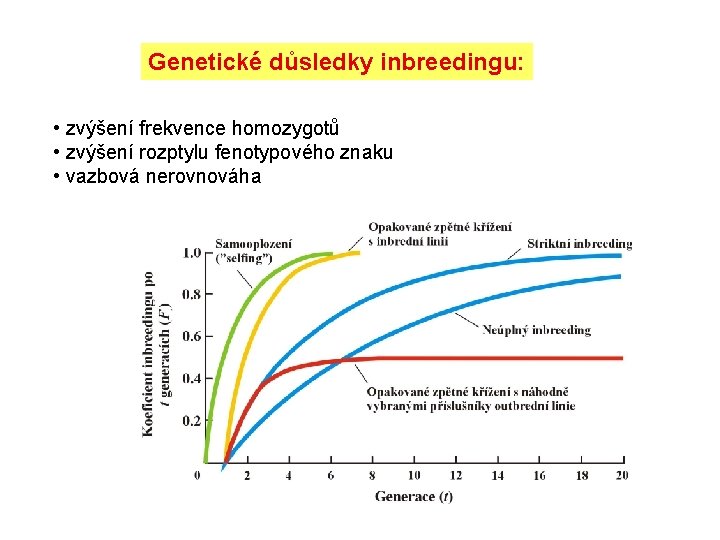 Genetické důsledky inbreedingu: • zvýšení frekvence homozygotů • zvýšení rozptylu fenotypového znaku • vazbová