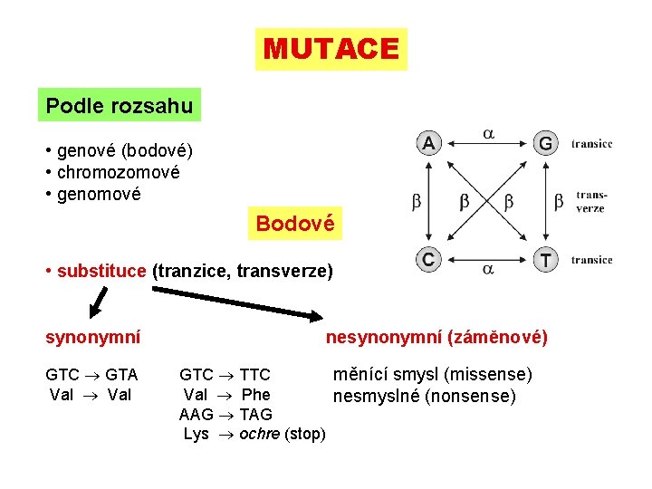 MUTACE Podle rozsahu • genové (bodové) • chromozomové • genomové Bodové • substituce (tranzice,