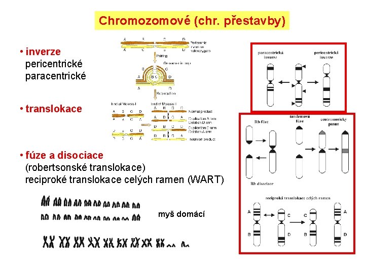 Chromozomové (chr. přestavby) • inverze pericentrické paracentrické • translokace • fúze a disociace (robertsonské