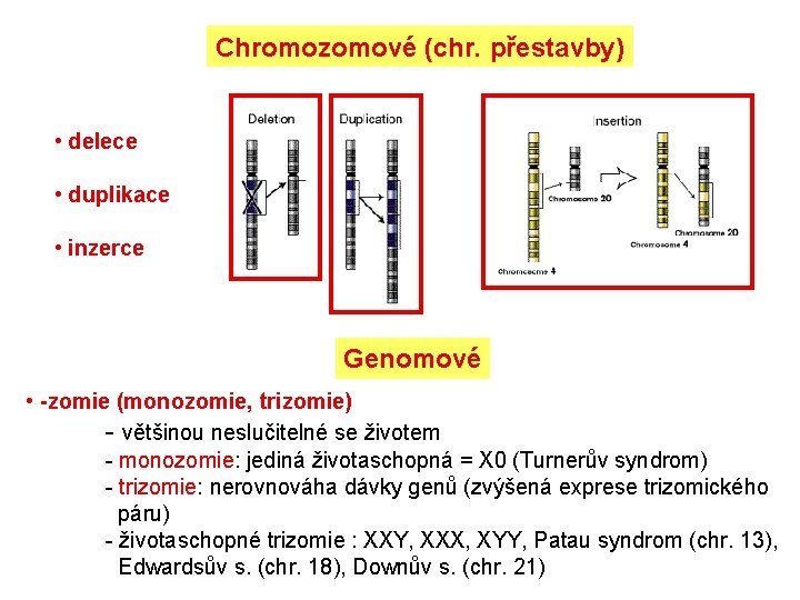 Chromozomové (chr. přestavby) • delece • duplikace • inzerce Genomové • -zomie (monozomie, trizomie)