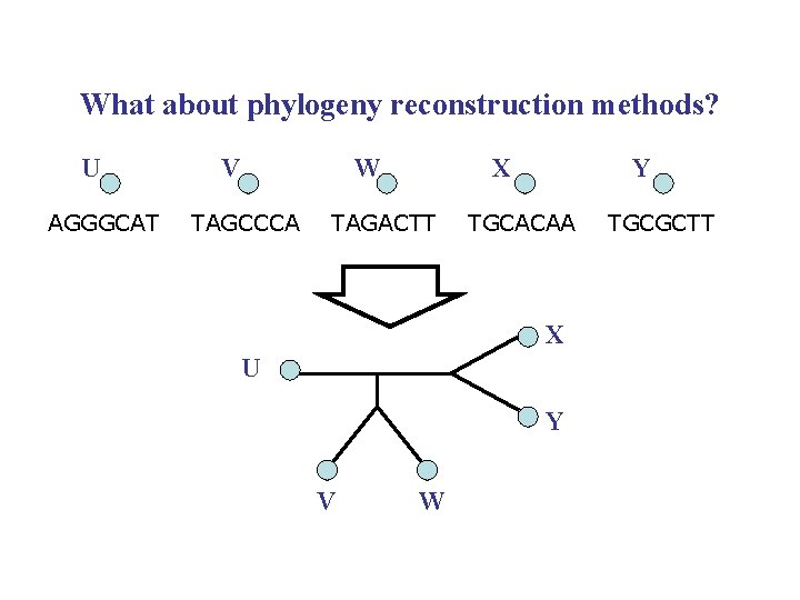 What about phylogeny reconstruction methods? U AGGGCAT V W TAGCCCA X TAGACTT Y TGCACAA