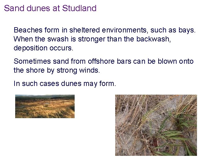 Sand dunes at Studland Beaches form in sheltered environments, such as bays. When the Sand dunes at Studland Beaches form in sheltered environments, such as bays. When the