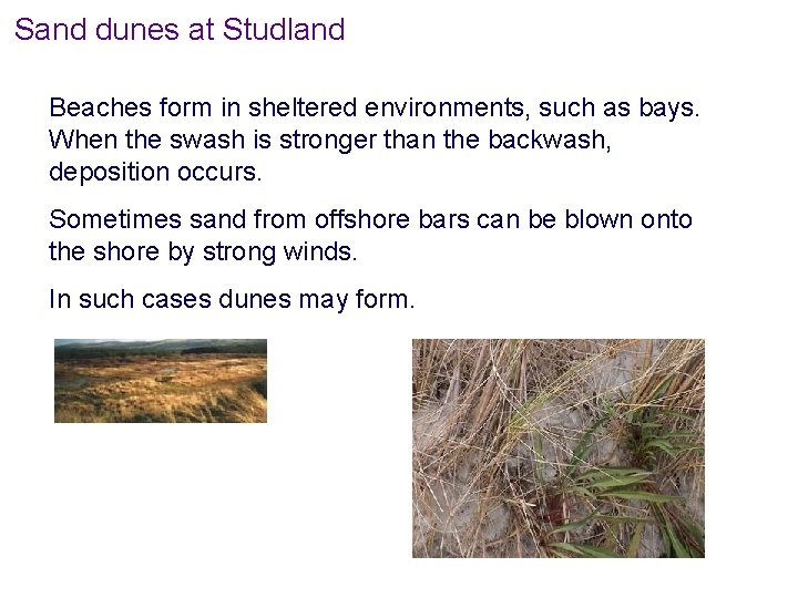 Sand dunes at Studland Beaches form in sheltered environments, such as bays. When the