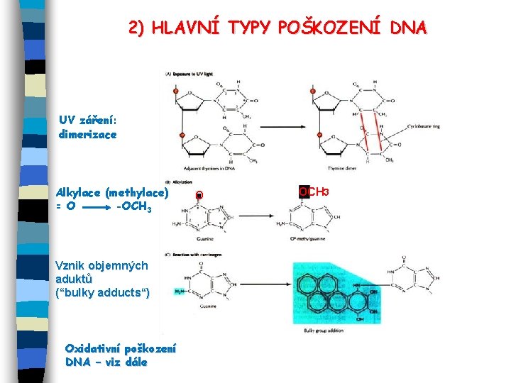 2) HLAVNÍ TYPY POŠKOZENÍ DNA UV záření: dimerizace Alkylace (methylace) = O -OCH 3