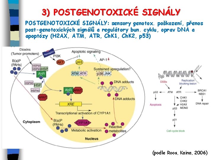 3) POSTGENOTOXICKÉ SIGNÁLY: sensory genotox. poškození, přenos post-genotoxických signálů a regulátory bun. cyklu, oprav