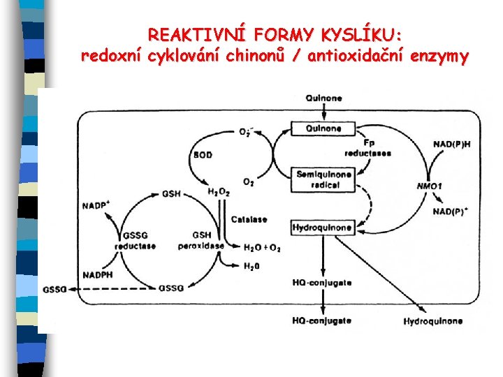 REAKTIVNÍ FORMY KYSLÍKU: redoxní cyklování chinonů / antioxidační enzymy 