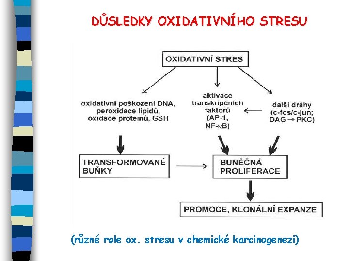 DŮSLEDKY OXIDATIVNÍHO STRESU (různé role ox. stresu v chemické karcinogenezi) 