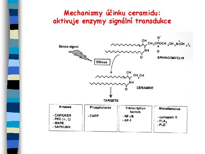 Mechanismy účinku ceramidu: aktivuje enzymy signální transdukce 