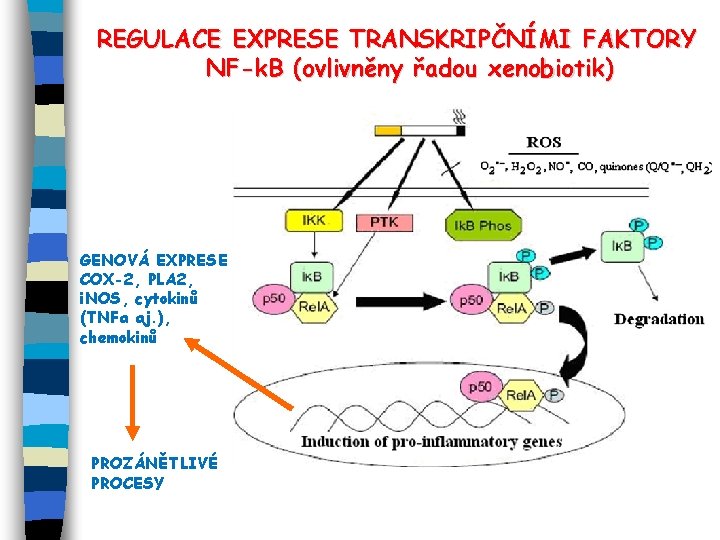 REGULACE EXPRESE TRANSKRIPČNÍMI FAKTORY NF-k. B (ovlivněny řadou xenobiotik) GENOVÁ EXPRESE COX-2, PLA 2,
