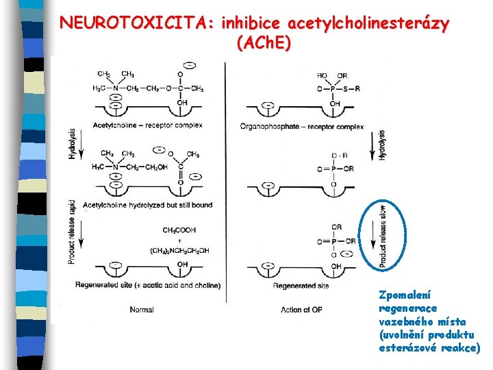 NEUROTOXICITA: inhibice acetylcholinesterázy (ACh. E) Zpomalení regenerace vazebného místa (uvolnění produktu esterázové reakce) 