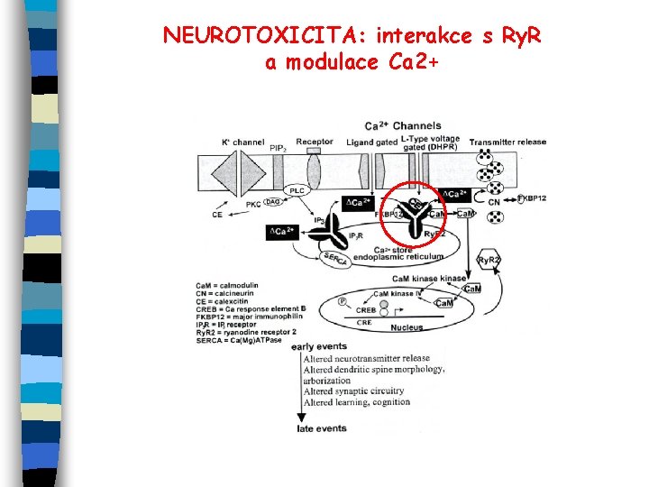NEUROTOXICITA: interakce s Ry. R a modulace Ca 2+ 