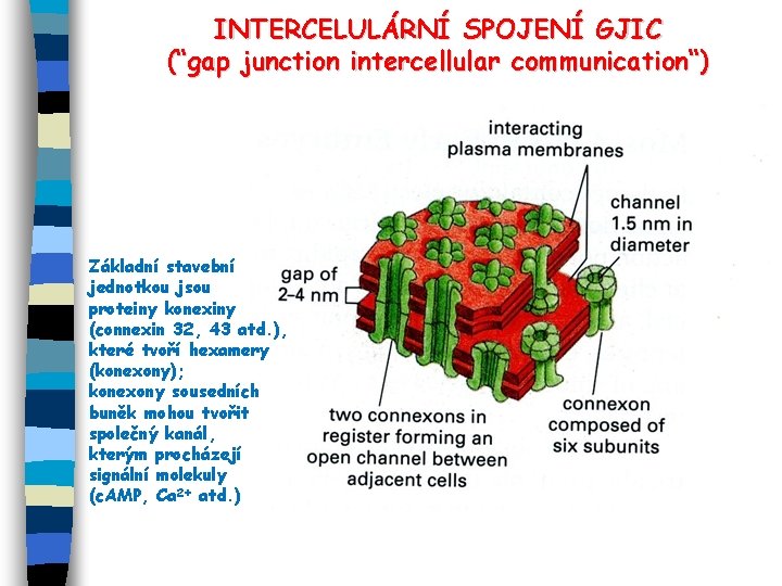 INTERCELULÁRNÍ SPOJENÍ GJIC (“gap junction intercellular communication“) Základní stavební jednotkou jsou proteiny konexiny (connexin