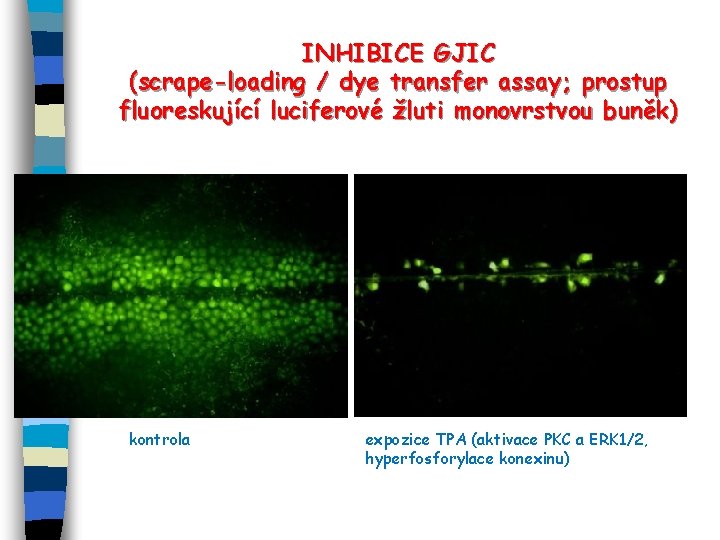 INHIBICE GJIC (scrape-loading / dye transfer assay; prostup fluoreskující luciferové žluti monovrstvou buněk) kontrola