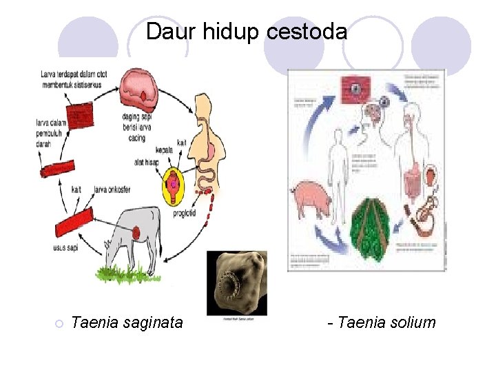 Daur hidup cestoda ¡ Taenia saginata - Taenia solium 