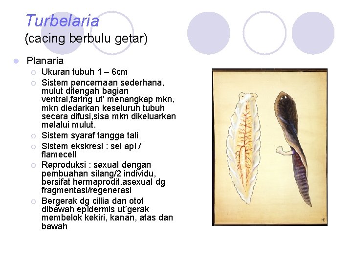 Turbelaria (cacing berbulu getar) l Planaria ¡ ¡ ¡ Ukuran tubuh 1 – 6