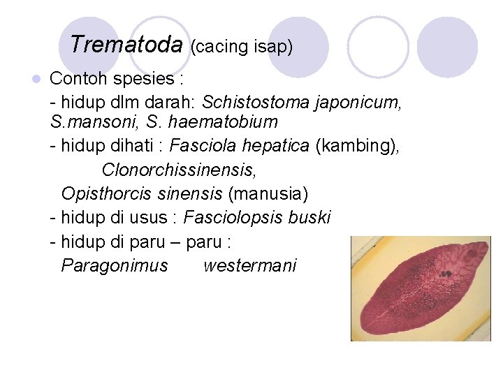 Trematoda (cacing isap) l Contoh spesies : - hidup dlm darah: Schistostoma japonicum, S.