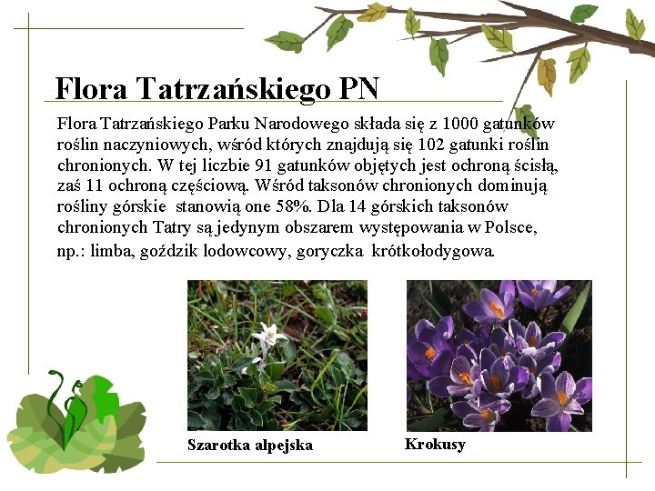Flora Tatrzańskiego PN Flora Tatrzańskiego Parku Narodowego składa się z 1000 gatunków roślin naczyniowych,