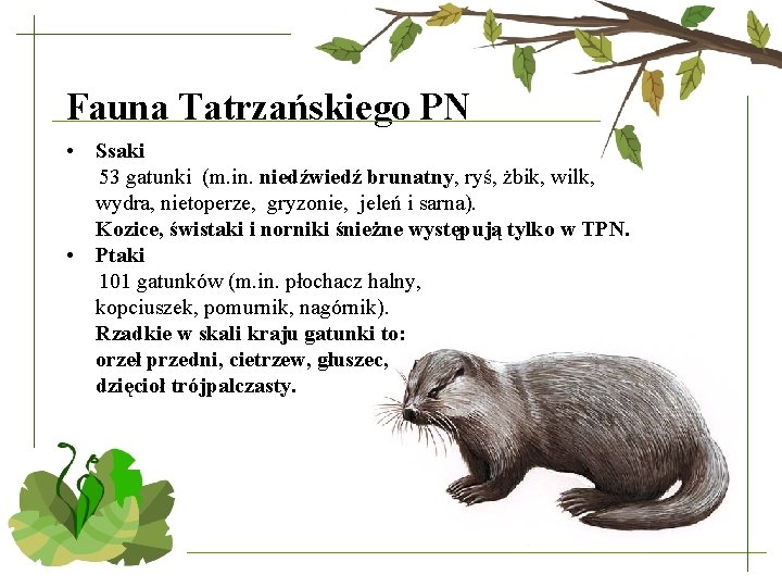 Fauna Tatrzańskiego PN • • Ssaki 53 gatunki (m. in. niedźwiedź brunatny, ryś, żbik,