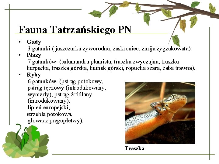 Fauna Tatrzańskiego PN • • • Gady 3 gatunki ( jaszczurka żyworodna, zaskroniec, żmija