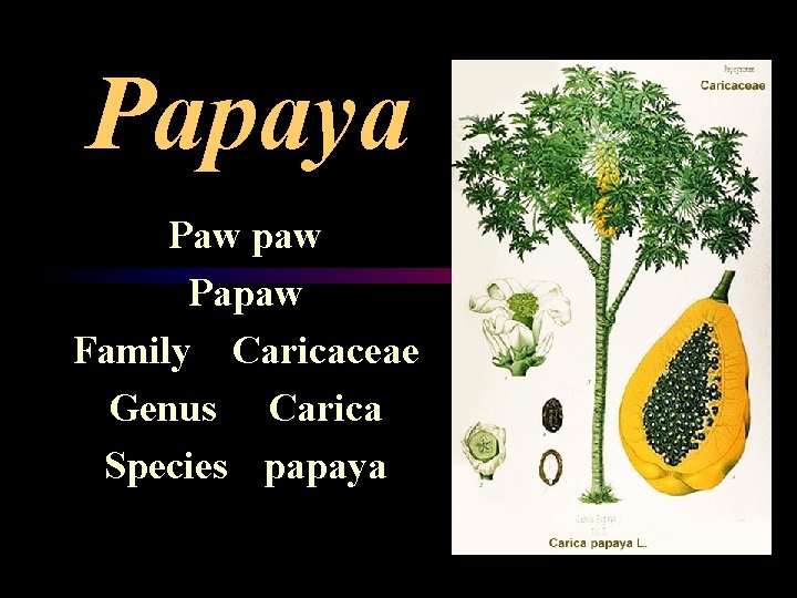 Papaya Paw paw Papaw Family Caricaceae Genus Carica Species papaya 