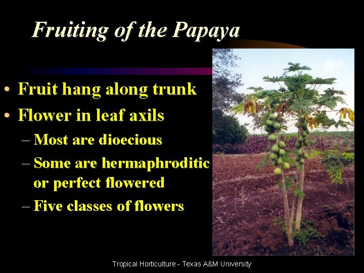 Fruiting of the Papaya • • Fruit hang along trunk Flower in leaf axils