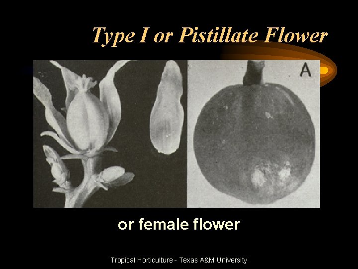 Type I or Pistillate Flower or female flower Tropical Horticulture - Texas A&M University