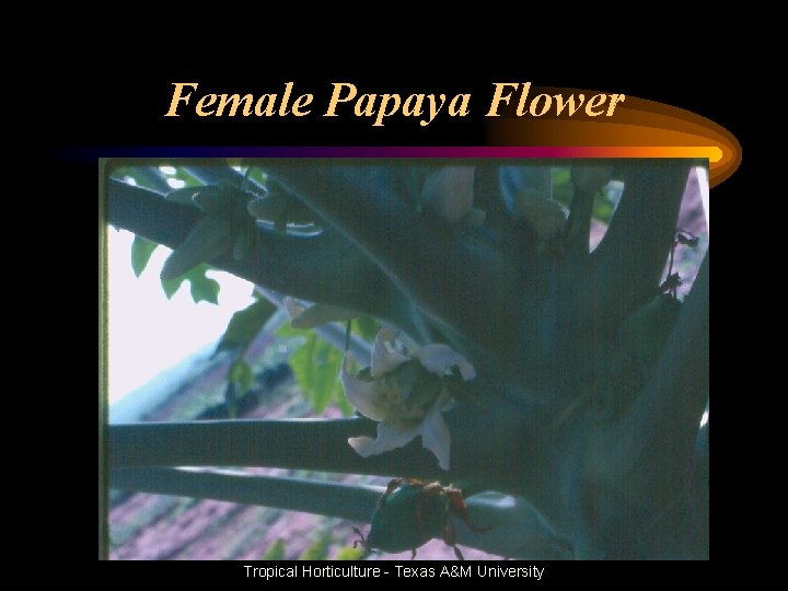 Female Papaya Flower Tropical Horticulture - Texas A&M University 
