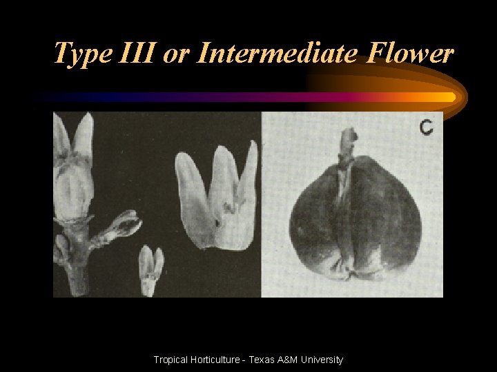 Type III or Intermediate Flower Tropical Horticulture - Texas A&M University 