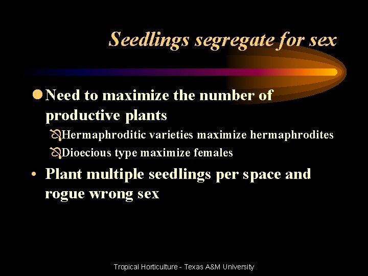 Seedlings segregate for sex l Need to maximize the number of productive plants ÔHermaphroditic