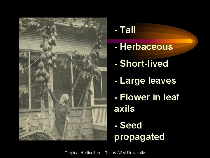 - Tall - Herbaceous - Short-lived - Large leaves - Flower in leaf axils