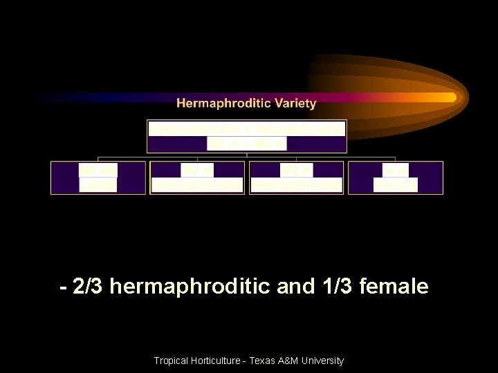 - 2/3 hermaphroditic and 1/3 female Tropical Horticulture - Texas A&M University 