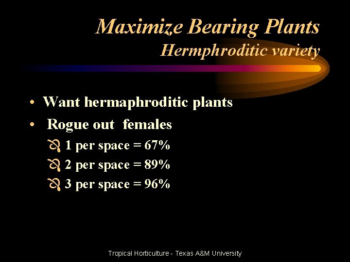 Maximize Bearing Plants Hermphroditic variety • Want hermaphroditic plants • Rogue out females Ô